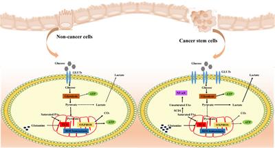 Multidimensional analysis of tumor stem cells: from biological properties, metabolic adaptations to immune escape mechanisms